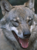 Grey Wolf Portrait, Czech Republic Photo by Niall Benvie
