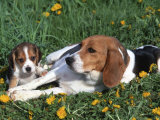Beagle with Puppies in Grass Affiche par Lynn M. Stone