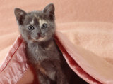 Domestic Cat, Blue Cream Kitten, in a Pink Blanket, Bedroom Photo by Jane Burton