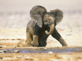African Elephant Calf on Knees by Water, Kaokoland, Namibia Photographie par Tony Heald