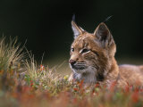 Young European Lynx Waking up Among Bilberry Plants, Sumava National Park, Bohemia, Czech Republic Bilder av Niall Benvie