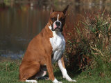 Boxer Dog Sitting, Illinois, USA Photographie par Lynn M. Stone