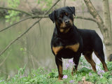 Rottweiler Dog in Woodland, USA Photo by Lynn M. Stone