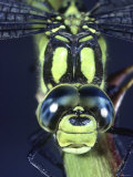 Southern Hawker Dragonfly (Aeshna Cyanea) Male, Close-Up of Eyes, UK Poster by Kim Taylor