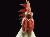 Domestic Chicken, White Leghorn Cockerel Crowing Bilder av Jane Burton