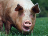 Domestic Pig, Europe Poster by Reinhard 