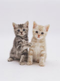 Domestic Cat (Felis Catus) 8-Week-Old Kittens Poster par Jane Burton