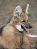 Maned Wolf, Argentina Photo by Gabriel Rojo