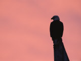 American Bald Eagle Silhouette at Sunrise, Alaska Photo by Rolf Nussbaumer