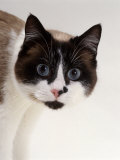 Domestic Cat, Snowshoe Pupils Dilated Affiches par Jane Burton