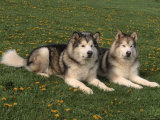 Two Alaskan Malamute Dogs, USA Julisteet tekijänä Lynn M. Stone Two Alaskan Malamute Dogs, USA Julisteet tekijänä Lynn M. Stone