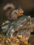Red Squirrel, Autumn, Cairngorms National Park, Scotland Posters by Pete Cairns