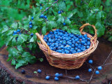 Blackthorn Berries on Shrub and in Basket (Prunus Spinosa) Europe Prints by Reinhard 