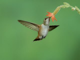 Rufous Hummingbird, Immature Feeding on Scarlet Gilia Paradise, Chiricahua Mountains, Arizona, USA Prints by Rolf Nussbaumer