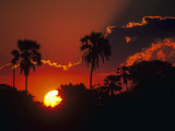 Palm Trees Silhouetted at Sunset, Okavango Delta, Botswana Prints by Pete Oxford
