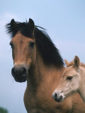 Domestic Horse, Dulmen Pony, Mare with Foal, Europe Posters af Reinhard Domestic Horse, Dulmen Pony, Mare with Foal, Europe Posters af Reinhard