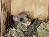Fat Dormouse in Bird Nestbox, Switzerland Prints by Rolf Nussbaumer