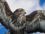 Female Common Buzzard with Wings Outstretched, Scotland Stampa fotografica di Niall Benvie Female Common Buzzard with Wings Outstretched, Scotland Stampa fotografica di Niall Benvie
