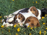 Beagle with Puppies in Grass Posters by Lynn M. Stone