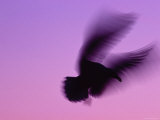Herring Gull Flying, Norway Pósters por Niall Benvie