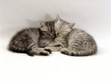 Domestic Cat, Two 7-Week Sleeping Silver Tabby Kittens Posters par Jane Burton