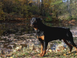 Rottweiler Dog, Illinois, USA Prints by Lynn M. Stone