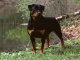 Rottweiler Dog in Woodland, USA Affiches par Lynn M. Stone