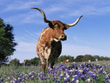 Texas Longhorn Cow, in Lupin Meadow, Texas, USA Prints by Lynn M. Stone