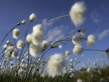 Cotton Grass, Blowing in Wind Against Blue Sky, Norway Plakater af Pete Cairns Cotton Grass, Blowing in Wind Against Blue Sky, Norway Plakater af Pete Cairns