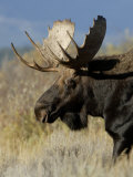 Moose (Alces Alces) Bull, Grand Teton National Park, Wyoming, USA Posters by Rolf Nussbaumer