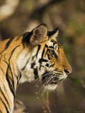 Tiger, Head Profile, Bandhavgarh National Park, India Prints by Tony Heald