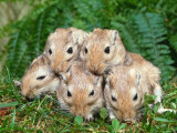 Dometic Gerbils (Meriones Unguiculatus) Posters by Reinhard 