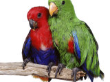 Young Eclectus Parrots, Female Left, Male Right, 12-Wks-Old Posters by Jane Burton