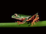 Monkey Frog, Amazon, Ecuador Posters by Pete Oxford Monkey Frog, Amazon, Ecuador Posters by Pete Oxford
