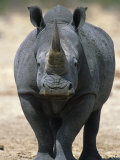 Tony Heald - White Rhinoceros, Etosha National Park Namibia Southern Africa - Poster