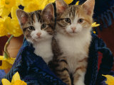 Domestic Cat, Two Tabby-Tortoiseshell-And-White Kittens in Blue Bag with Daffodils Posters by Jane Burton
