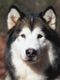 Alaskan Malamute Dog Portrait, Illinois, USA Julisteet tekijänä Lynn M. Stone Alaskan Malamute Dog Portrait, Illinois, USA Julisteet tekijänä Lynn M. Stone