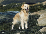 Golden Retriever Dog on Coast, Maine, USA Posters by Lynn M. Stone