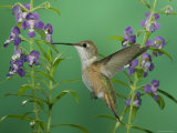 Rufous Hummingbird, Female Feeding on Purple Angelonia Paradise, Chiricahua Mountains, Arizona, USA Prints by Rolf Nussbaumer