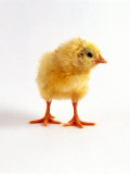 Yellow Chick Posters af Jane Burton Yellow Chick Posters af Jane Burton