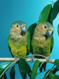 Orange-Cheeked Conures (Aratinga Pertinax Chrysophrys) Prints by Reinhard 