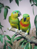 Salvadori's Fig Parrots, Pair (Psittaculirostris Salvadorii) Posters by Reinhard 