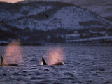 Killer Whales Spouting, Tysfjord, Norway Posters par Solvin Zankl