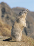 Alpine Marmot Calling, Switzerland Plakater af Rolf Nussbaumer Alpine Marmot Calling, Switzerland Plakater af Rolf Nussbaumer