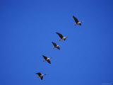 Five White Fronted Geese in Formation Flight, Estonia Posters by Niall Benvie