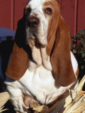 Bassett Hound Portrait Canis Familiaris} Posters by Lynn M. Stone