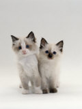 Domestic Cat, 8-Week, Brother and Sister, Ragdoll Cross with Birman Pósters por Jane Burton