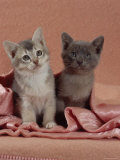 Domestic Cat, Blue Ticked Tabby and Burmese Kittens Under Pink Blanket, Bedroom Posters by Jane Burton