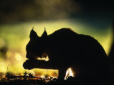 Young Male European Lynx Cleaning Paw Silhouetted in Broadleaf Woodland, Bohemia, Czech Republic Stampa fotografica di Niall Benvie Young Male European Lynx Cleaning Paw Silhouetted in Broadleaf Woodland, Bohemia, Czech Republic Stampa fotografica di Niall Benvie