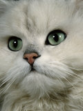 Domestic Cat, Chinchilla Persian Close up of Face Affiches par Jane Burton